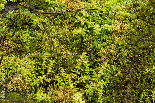 beautiful moss background 