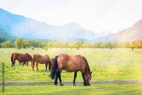 Herd of horses grazes in mountains on sunny day.