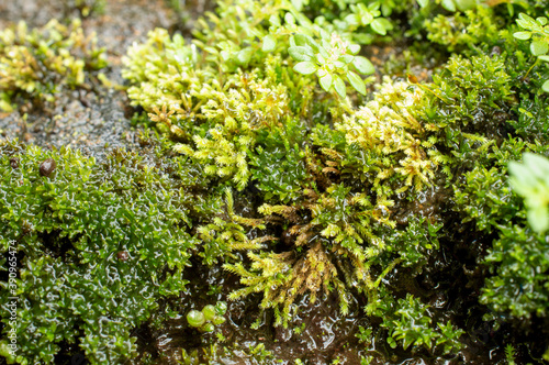 beautiful moss background 