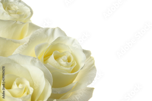 White roses. White rose buds isolated on white background close-up.