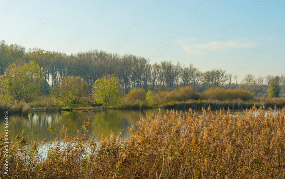 Reed along the sunny edge of a lake in wetland in bright sunlight in autumn, Almere, Flevoland, The Netherlands, November 7, 2020