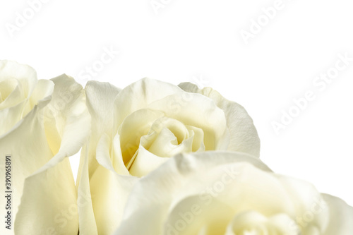 White roses. White rose buds isolated on white background close-up. © Serhii
