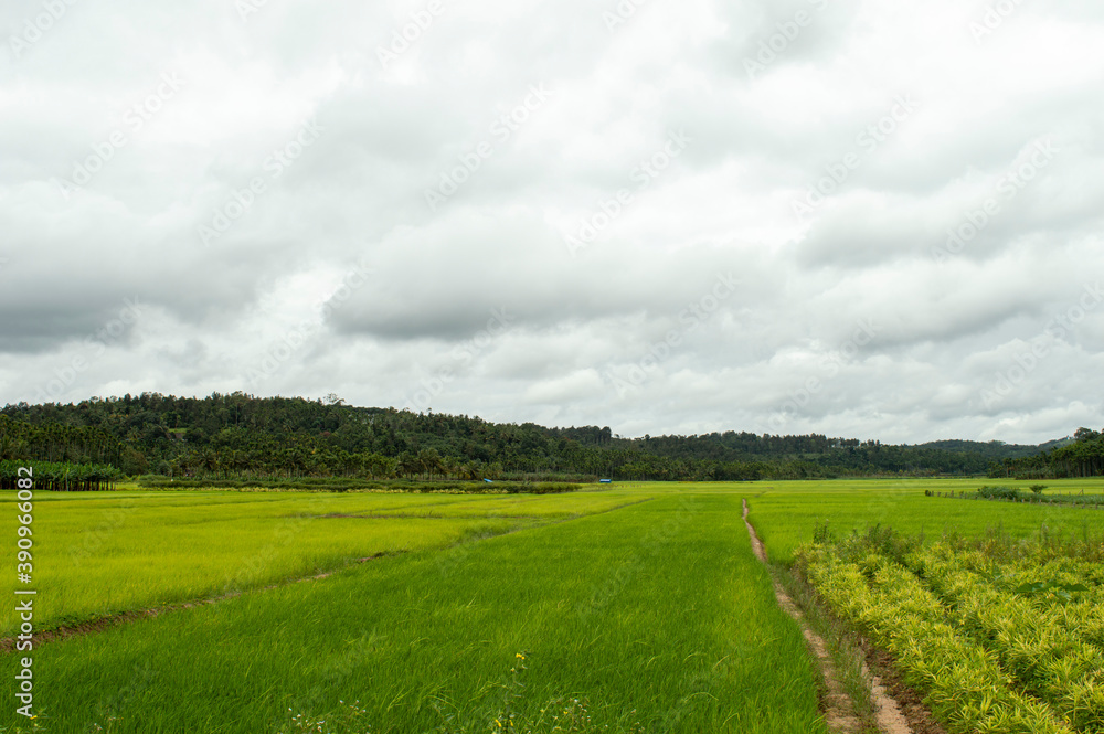 paddy plantation against a cloudy sky
