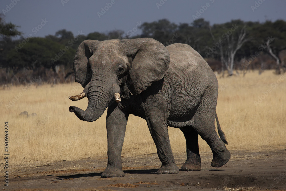 The African bush elephant (Loxodonta africana), big bull. A large male on the dry plains of southern Africa.