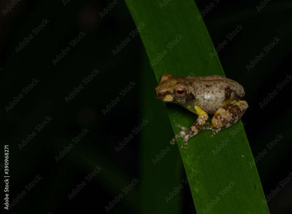 Obraz premium Baby frog on reed (Metamorph of a Litoria species). Kuranda, Queensland, Australia.