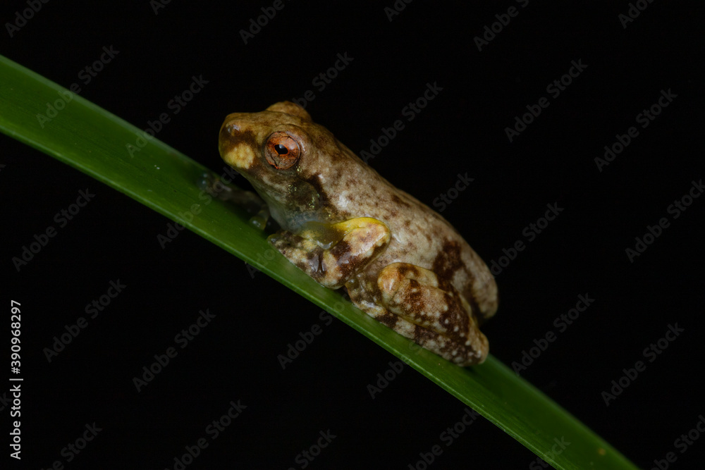 Obraz premium Baby frog on blade of grass (Metamorph of a Litoria species). Kuranda, Queensland, Australia.