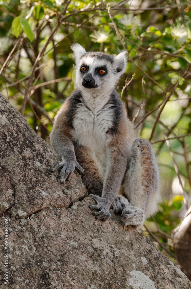 Ring-tailed lemur (Lemur catta) - Madagascar