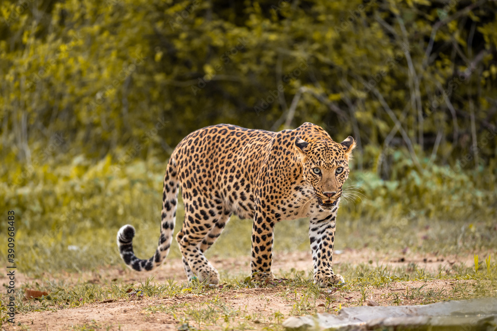 Obraz premium Indian wild male leopard or panther walking head on with an eye contact in natural background during monsoon season wildlife safari at forest of central india - panthera pardus fusca