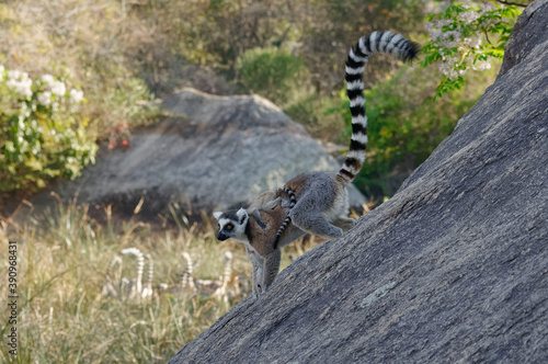 Ring-tailed lemur (Lemur catta) - Madagascar photo