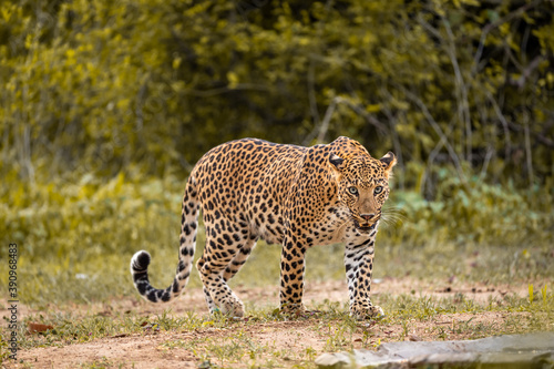 Indian wild male leopard or panther walking head on with an eye contact in natural background during monsoon season wildlife safari at forest of central india - panthera pardus fusca