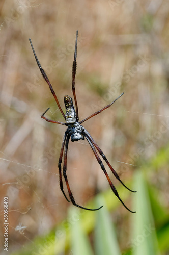 Trichonephila inaurata spider - Madagascar