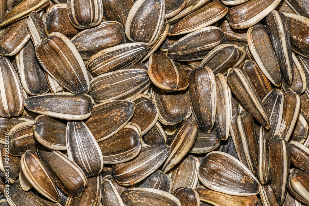 sunflower seeds in detail, backdrop sunflower seeds in detail, backdrop
