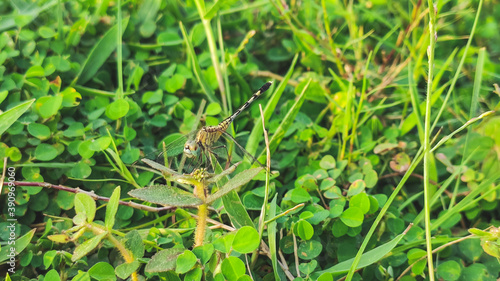 yellow dragon fly sitting on green leaf