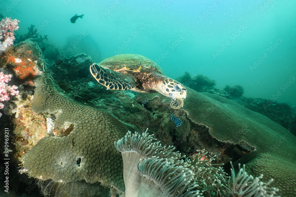 Fototapeta premium Hawksbill turtle swimming above the reef