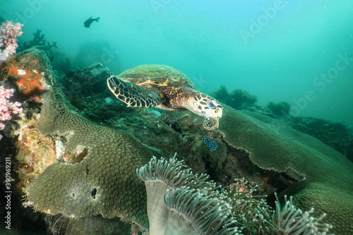 Hawksbill turtle swimming above the reef