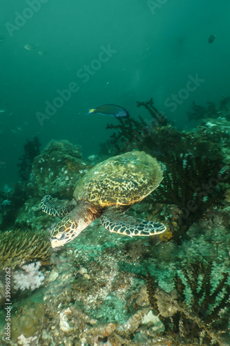 Hawksbill turtle swimming above the reef