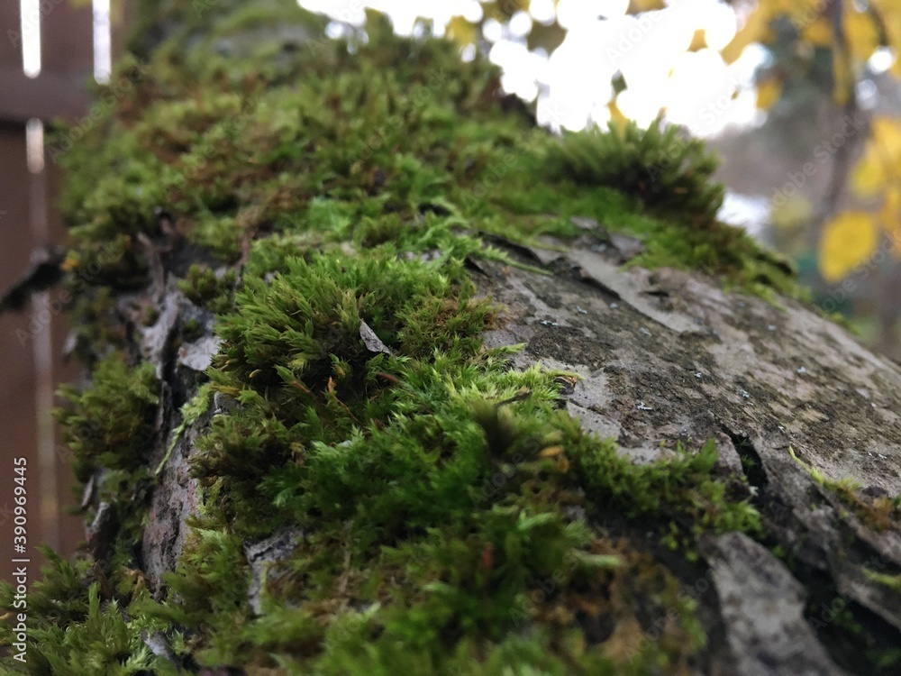 Fototapeta premium moss on tree