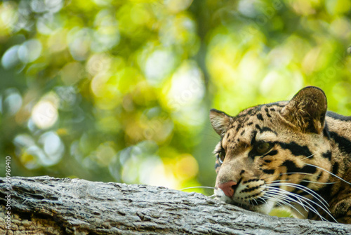 Photography India Leopard Keeping Watch