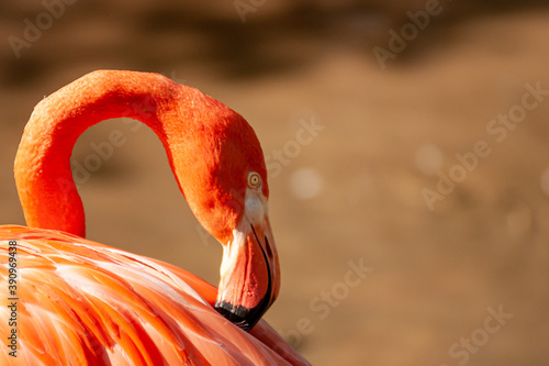 American flamingo preening by water