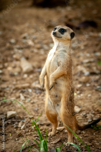 Meerkat keeping watch 