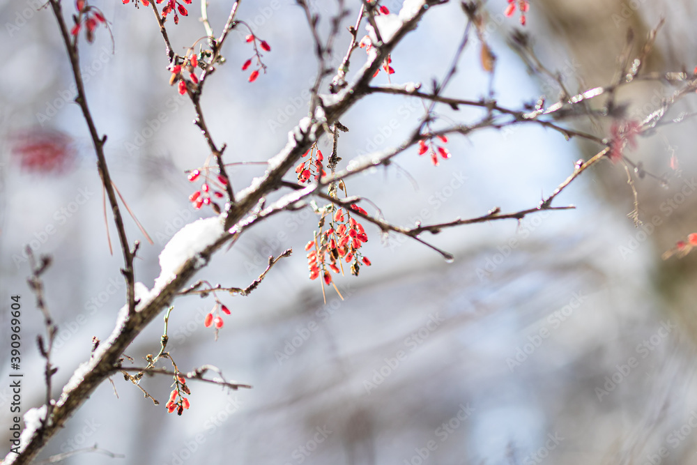 Snow-covered branches with barberry berries on a Sunny day Snow-covered branches with barberry berries on a Sunny day