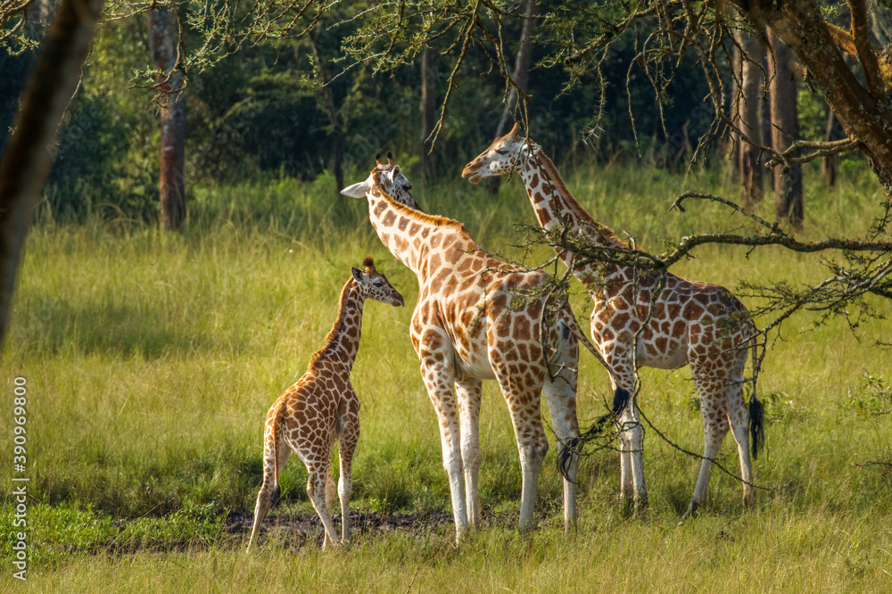 A mother Rothschild's giraffe with her baby ( Giraffa camelopardalis rothschildi) standing at a waterhole, Lake Mburo National Park, Uganda.
A mother Rothschild's giraffe with her baby ( Giraffa camelopardalis rothschildi) standing at a waterhole, Lake Mburo National Park, Uganda.