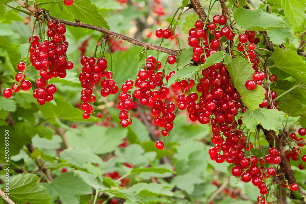 Obraz premium Branches of red currants in the garden