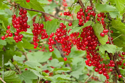 Branches of red currants in the garden