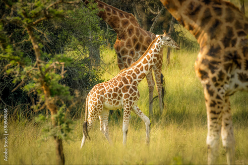 A newborn Rothschild s giraffe   Giraffa camelopardalis rothschildi  standing at a waterhole  Lake Mburo National Park  Uganda.  