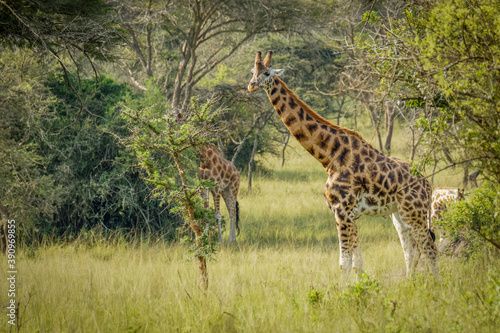 A Rothschild s giraffe   Giraffa camelopardalis rothschildi  standing at a waterhole  Lake Mburo National Park  Uganda. 