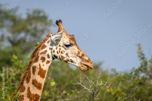 Head of a Rothschild's giraffe ( Giraffa camelopardalis rothschildi), Lake Mburo National Park, Uganda.