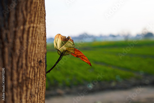 autumn leaves on a tree