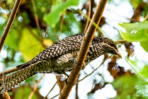 Asian Koel (Female) photo