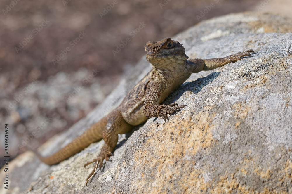 Duméril's Madagascar Swift or Madagascar spotted spiny-tailed iguana (Oplurus quadrimaculatus) - Madagascar Duméril's Madagascar Swift or Madagascar spotted spiny-tailed iguana (Oplurus quadrimaculatus) - Madagascar