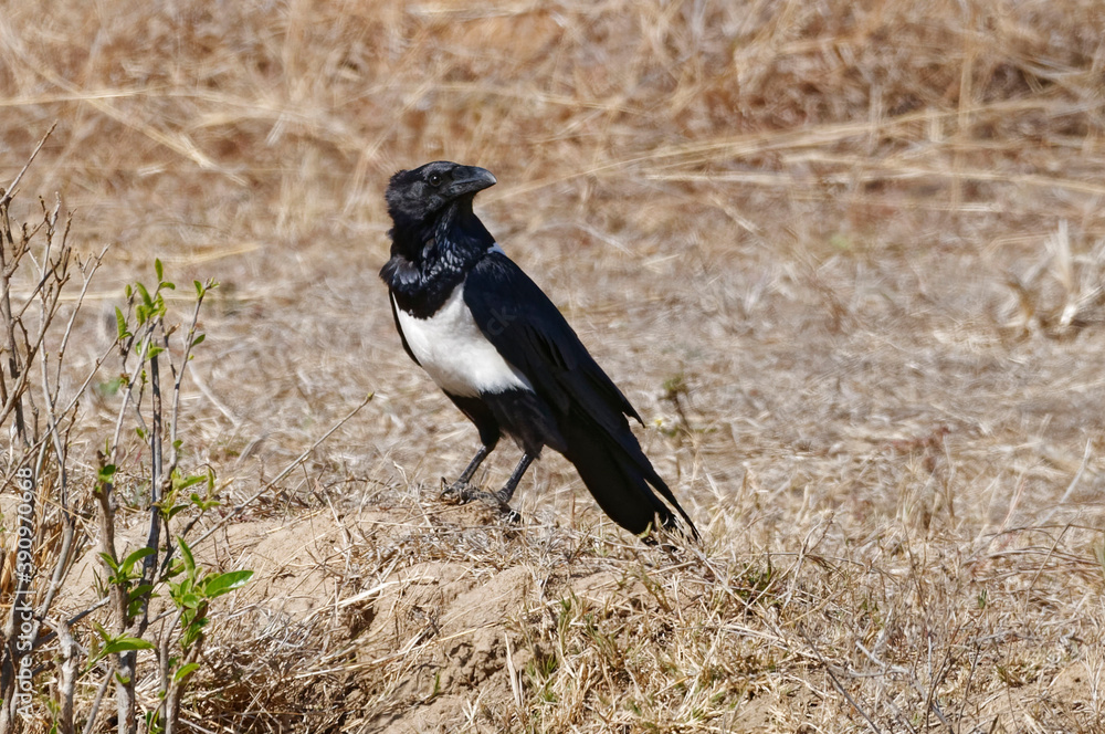 Fototapeta premium Pied Crow (Corvus albus) - Madagascar
