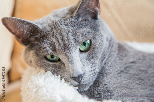 Bilde på lerret Closeup shot of a Russian blue cat