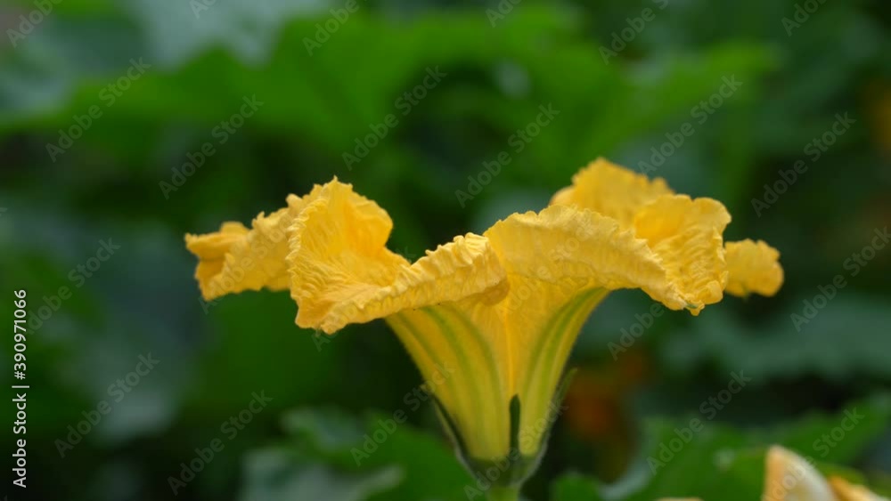 Yellow pumpkin flower in the garden. Yellow pumpkin flower in the garden.