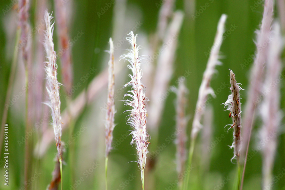 This is a special flower called name ornamental grass This is a special flower called name ornamental grass
