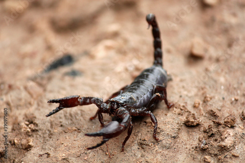 It is a black colored scorpion and is very dangerous