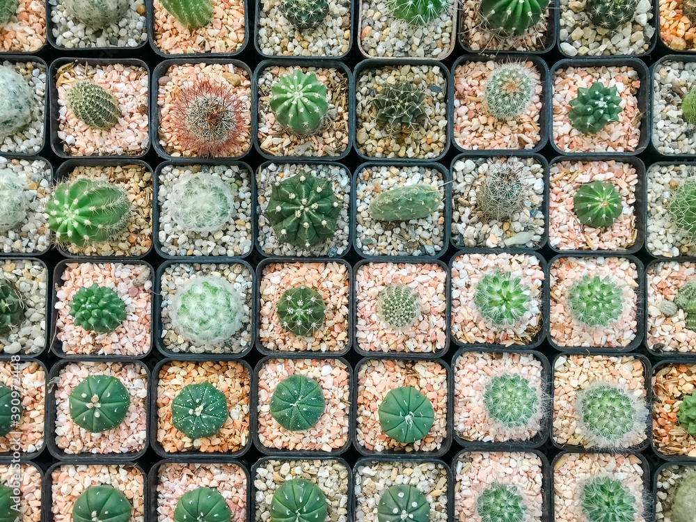 Many cactus on pot in the garden, Cacti, Cactaceae, Succulent, Tree, Drought tolerant plant. Many cactus on pot in the garden, Cacti, Cactaceae, Succulent, Tree, Drought tolerant plant.
