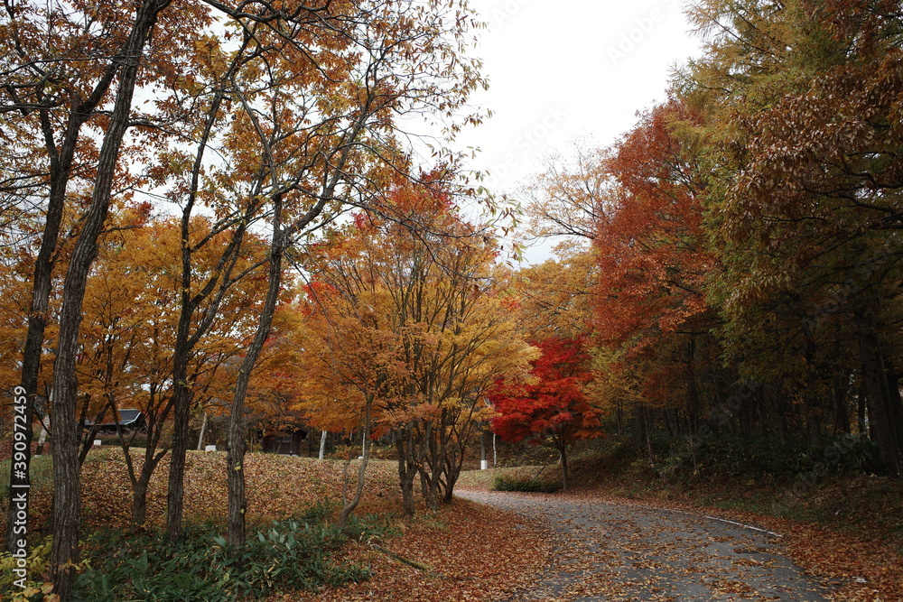 日本の秋の美しいキャンプ場