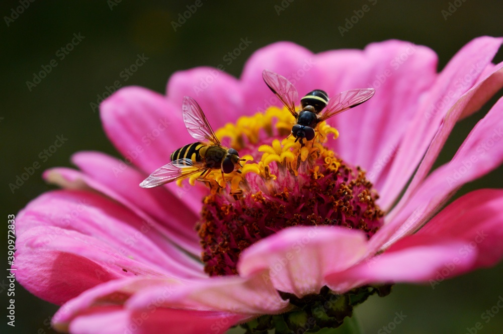 small wasps on the flower small wasps on the flower