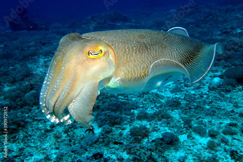Colorfull Cuttlefish swimming