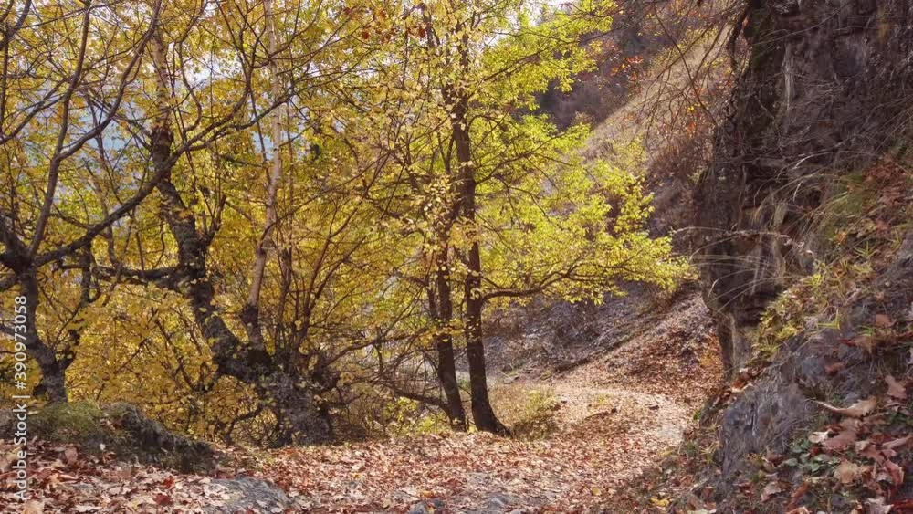 Beautiful tree and falling leaves with hiking path. Beautiful tree and falling leaves with hiking path.