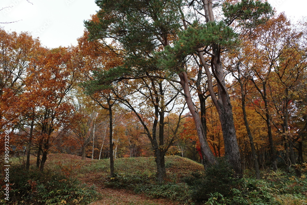 Fototapeta premium 日本の岡山県新見市の美しい秋の山の風景