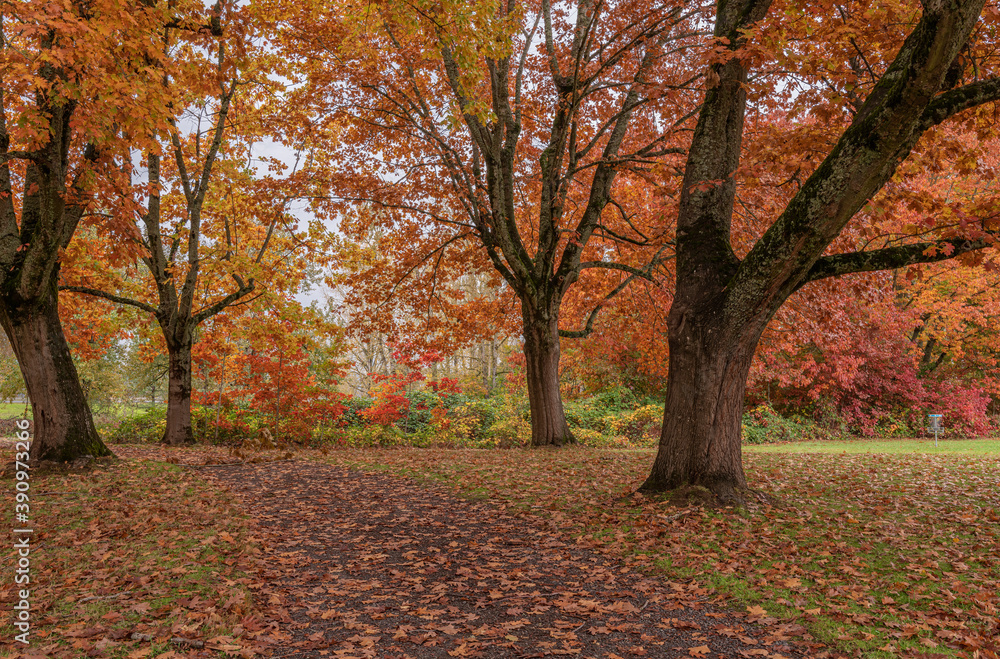 Fototapeta premium Autumn landscape in the Columbia River Gorge Oregon.