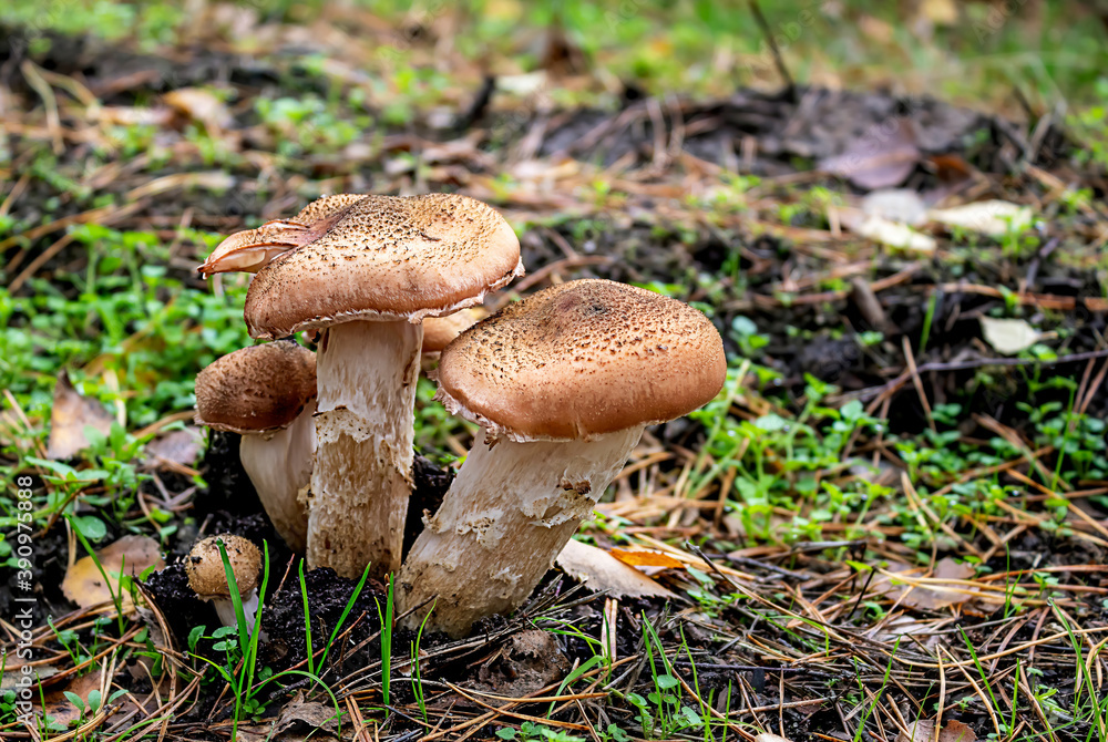 Honey mushrooms in autumn forest Honey mushrooms in autumn forest