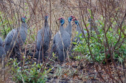 Helmeted guineafowls (Numida meleagris) - Madagascar photo