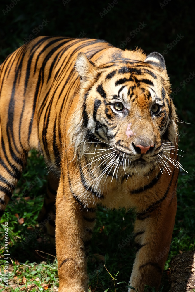 Fototapeta premium tiger in the wild