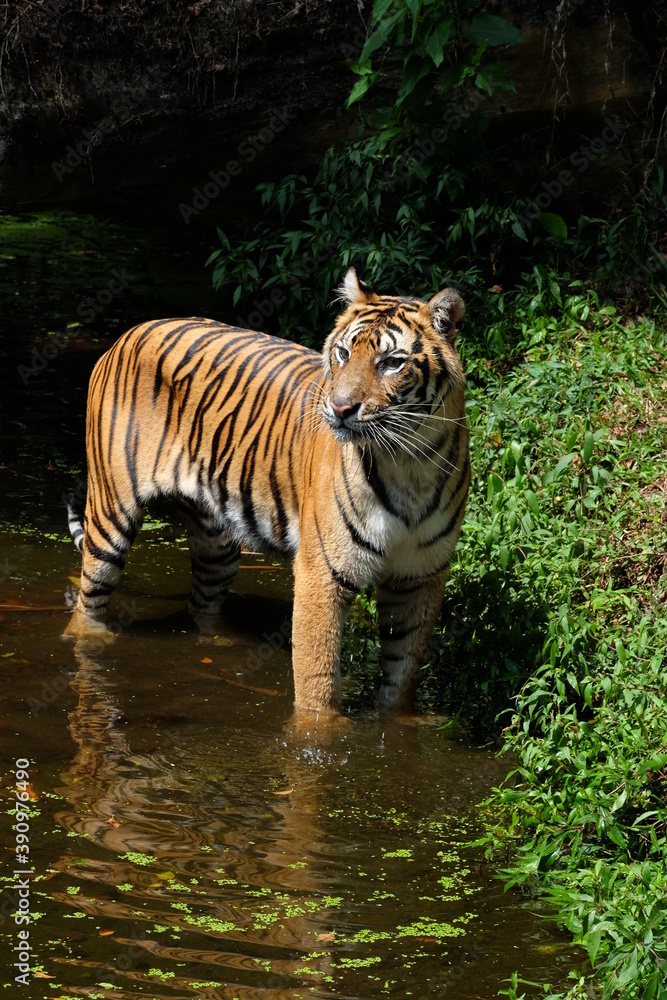 Obraz premium tiger in the river
